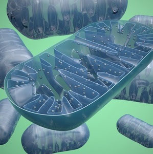 Darstellung von Mitochondrien in einer Zelle