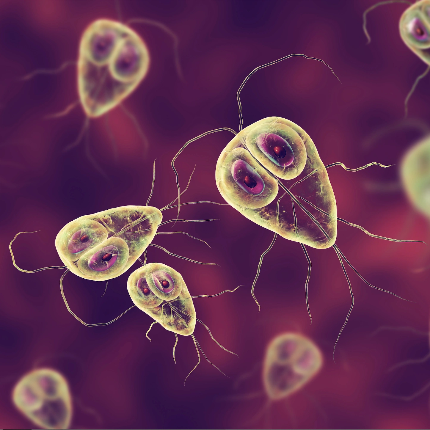 Darstellung von Parasiten unter dem Mikroskop